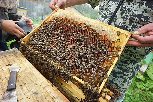 На Южном Урале заработает сервис подбора места для пасек