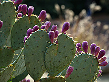 В "Аптекарском огороде" откроется выставка кактусов