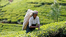 Чем вызвано рекордное снижение мировых цен на чай