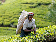 Чем вызвано рекордное снижение мировых цен на чай
