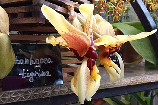 «Аптекарский огород» подарит своим посетителям орхидеи в горшках в честь 23 февраля