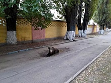 Мэрия Ростова сообщила о поимке на улицах города трех диких кабанов