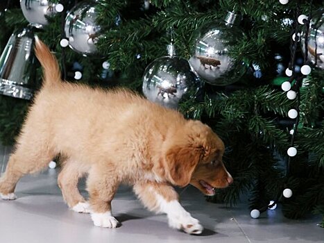Ветеринар рассказал, чем опасны для животных новогодние елка и украшения