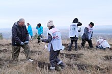 Компания «Т Плюс» высадила около 9 тысяч сеянцев сосны в Саратовской области