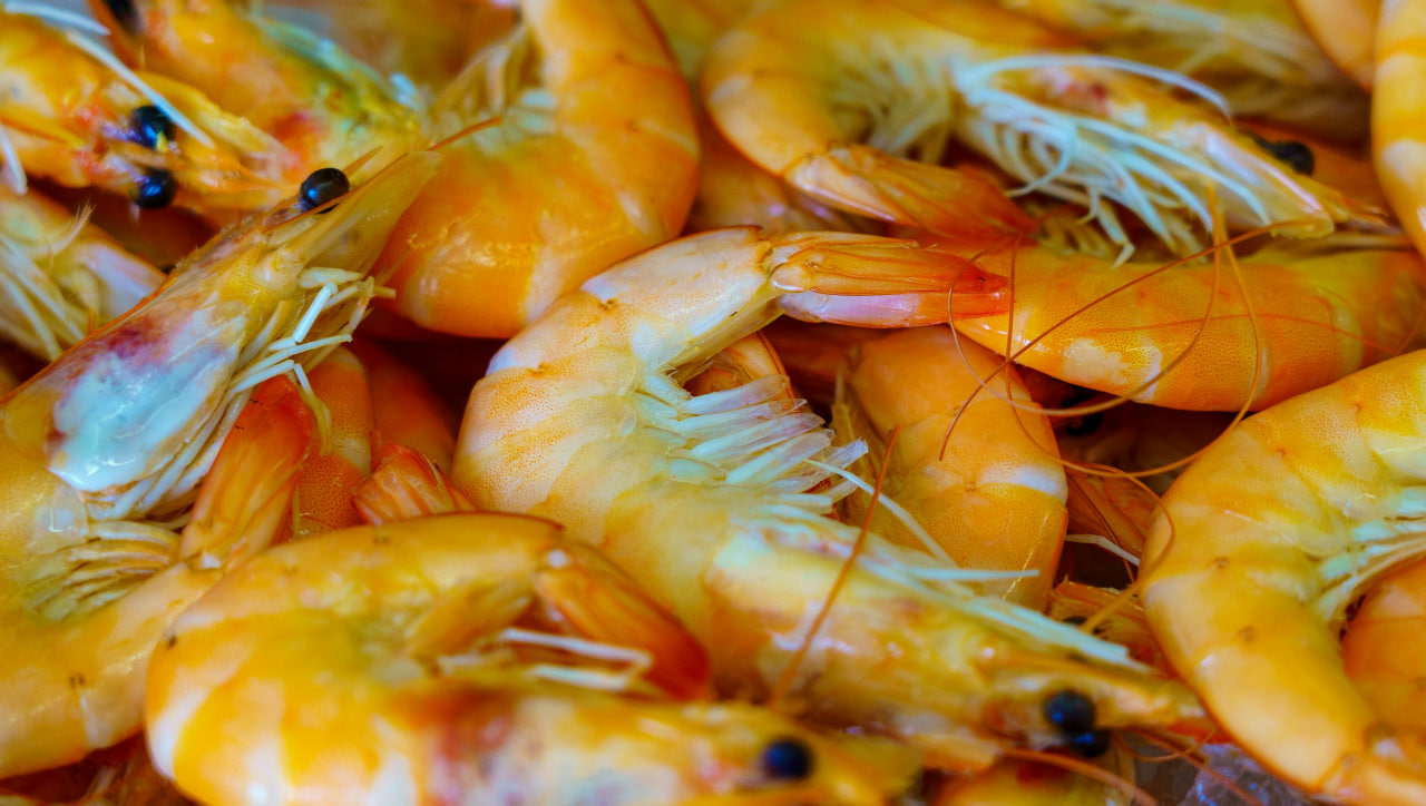 На берегу под Владивостоком обнаружили тысячи мертвых креветок