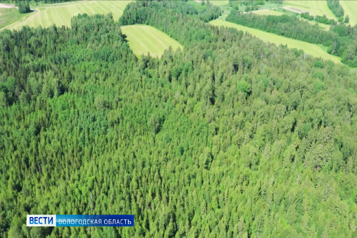 Более 60 беспилотников охраняют лесной фонд Вологодской области от пожаров