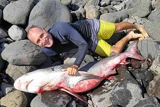 Австралиец напал на акулу и уволок ее на берег