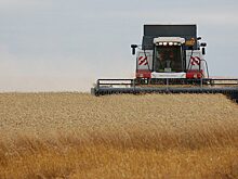 Аграрии Красноярского края собрали более 1,5 миллиона тонн зерна