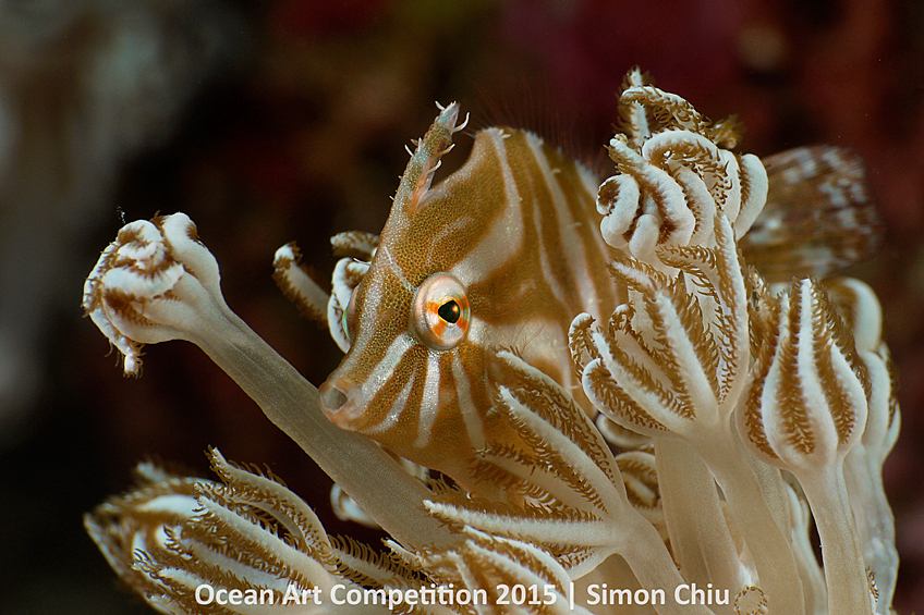 Спинорог, спрятавшийся среди кораллов у берегов острова Себу, Филиппины