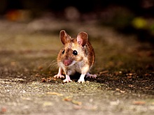 Правда или ложь: Нижегородской области грозит нашествие мышей?