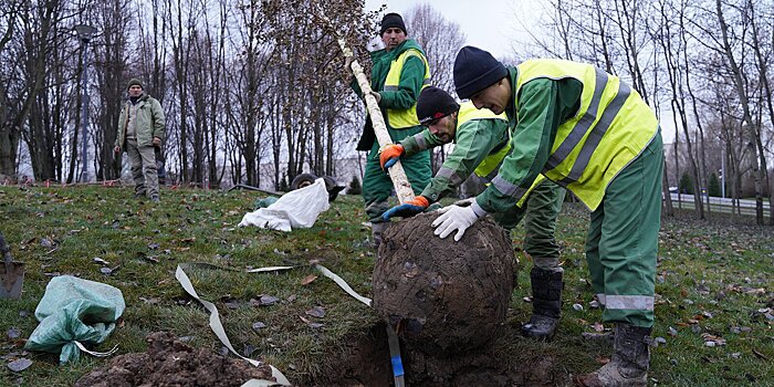 В парке «Яуза» начали высаживать деревья