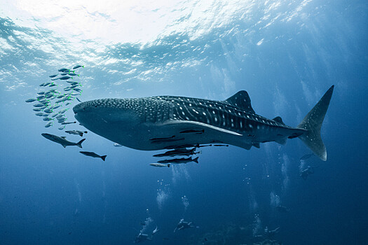 Назван вид рыб, использующий акул для долгих путешествий в океане