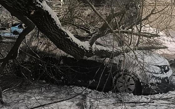 В Канищеве дерево упало на припаркованную машину
