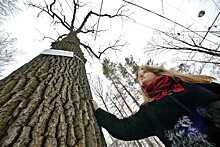 Тургеневский дуб представит Россию на международном конкурсе «Европейское дерево года — 2022»