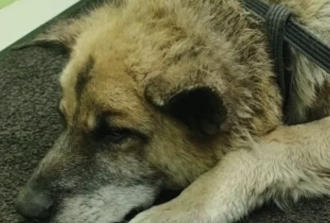 Новосибирские волонтеры спасли пса Рыжика с огнестрельными ранениями