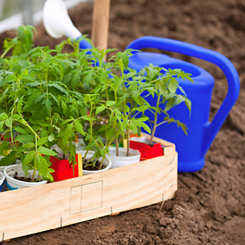 Сажаем томаты в теплицу и открытый грунт: тут есть свои тонкости и секреты