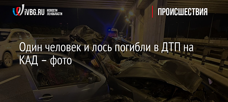 Один человек и лось погибли в ДТП на КАД – фото