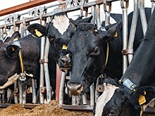 Российские ученые установили коровам нейрочипы для повышения надоев