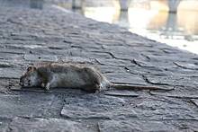 Лезут отовсюду - Британские города атакованы полчищами крыс, оголодавших из-за коронавируса