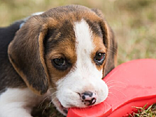 Под Новосибирском жители СНТ «Элитный» обвинили неизвестного в массовом отравлении собак