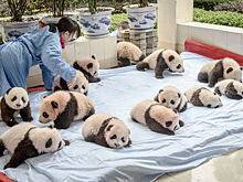 Как выращивают панд в провинции Сычуань