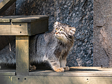 В Московском зоопарке пройдет традиционная «Кошачья неделя»