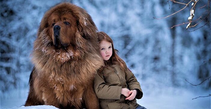 Добродушные породы собак, у которых есть что-то общее со львами