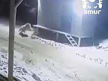 Тигр пробрался в центр российского села и утащил с цепи сторожевого пса