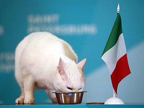 Кот из Эрмитажа предсказал исход первого матча Евро-2020