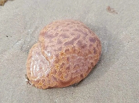 На пляже в Австралии нашли живой «мозг»