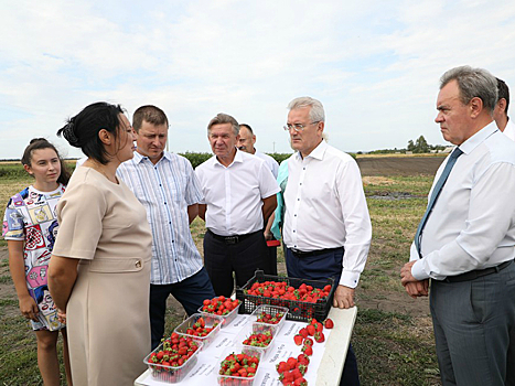 Губернатор ознакомился с работой хозяйства по выращиванию садовой земляники в Старом Славкино