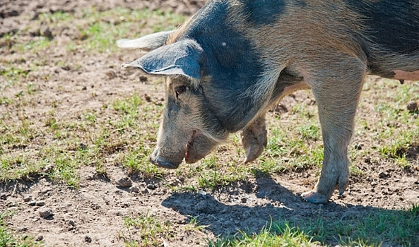 В Волгоградской области проведут отстрел 54 особей дикого кабана