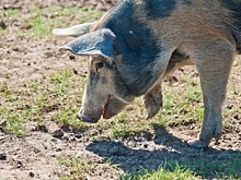 В Волгоградской области проведут отстрел 54 особей дикого кабана