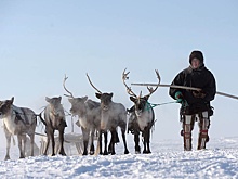 На Чукотке начнут праздновать День оленевода