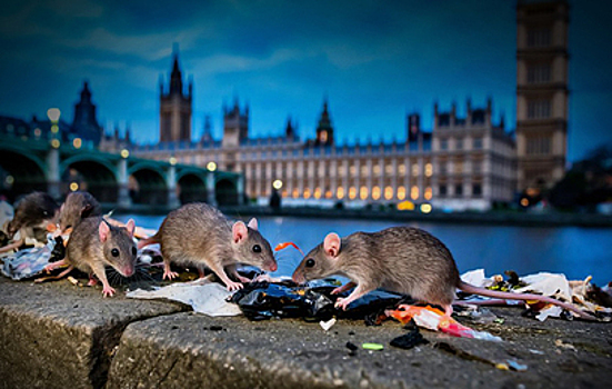 "Крысмагеддон": грызуны захватили города Британии и США