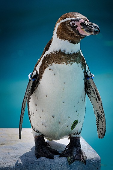Это единственный вид пингвинов, обитающий к северу от экватора и на Галапагосских островах. 