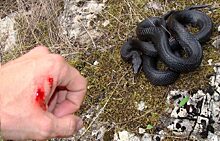 Житель Ноябрьска пострадал от укуса змеи недалеко от городского пляжа
