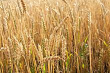 Эксперт рассказал о давлении на ООН из-за зерновой инициативы