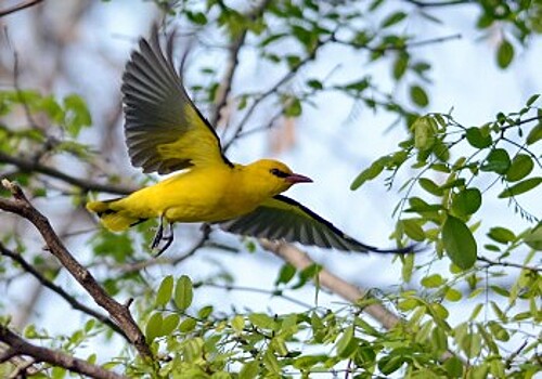 Птицы в Вологодском музее-заповеднике обрели новые голоса
