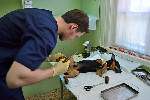 В Новосибирске начала работать скорая ветеринарная помощь