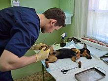 В Новосибирске начала работать скорая ветеринарная помощь