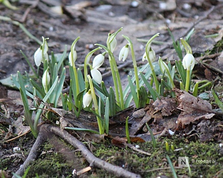 Астрономическая весна в Нижнем Новгороде начнется с 23 марта