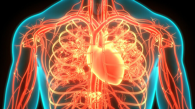 Российские учёные выяснили оптимальный для восстановления сердца возраст стволовых клеток