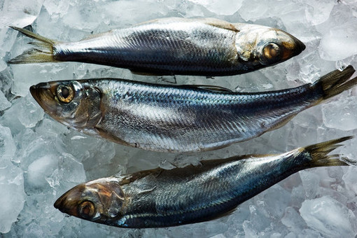 Bloomberg: вылов сельди для корма норвежскому лососю подрывает экологию Балтики