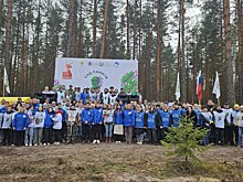 23 тысячи сосен в рамках акции «Сад памяти» высадили в Нижнем Новгороде