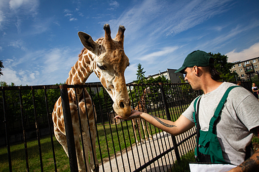 Рыбий жир для тапиров и уколы жирафам: на экскурсии в зоопарке расскажут о работе ветврачей