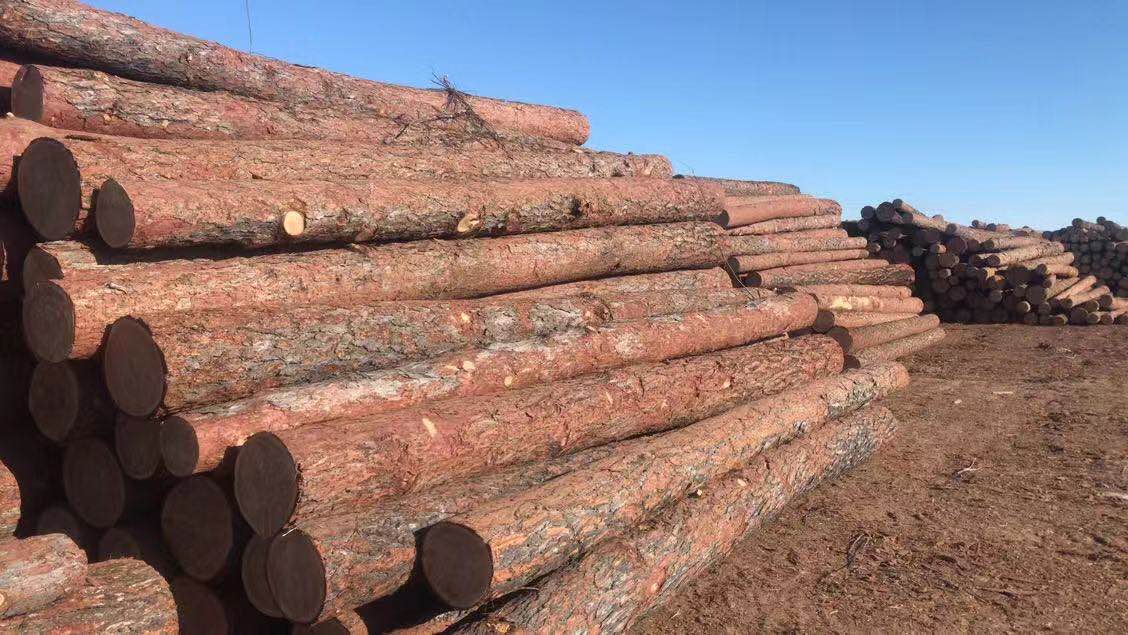 В Кузбассе гражданина КНР осудили условно за контрабанду леса на 22,2 млн рублей
