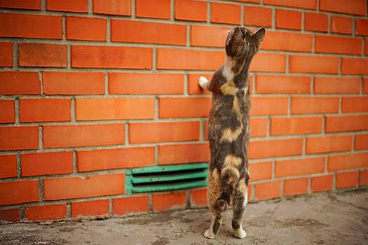 В Уфе спасли провалившегося в десятиметровый водосток котенка