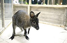 В Ярославском зоопарке показали родившегося кенгуренка