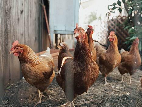 Аналитики оценили влияние запрета экспорта на стоимость курятины в РФ